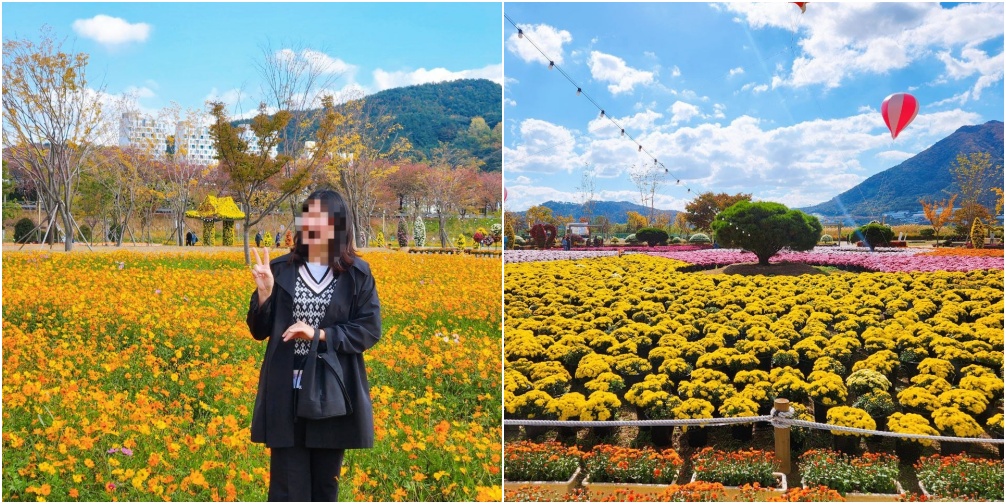 노란코스모스 사진입니다.