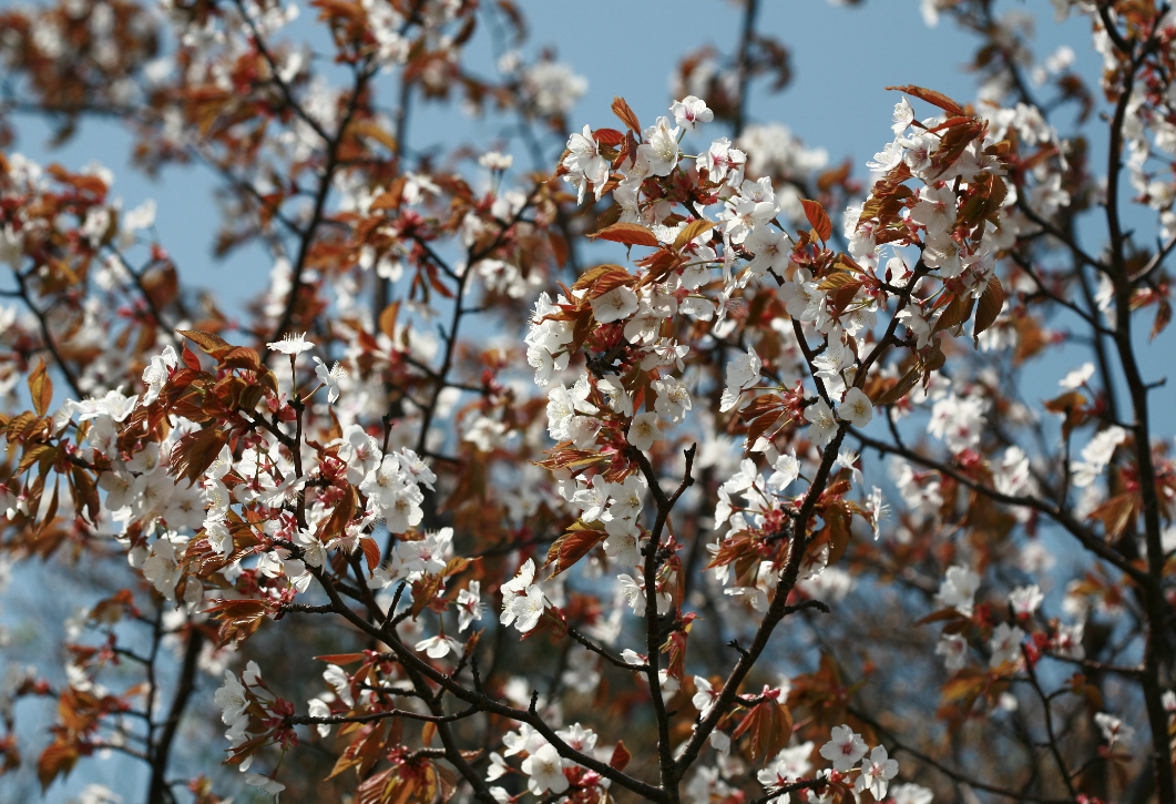 산벚나무