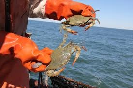 꽃게 금어기란, 그리고 그 해제의 의미