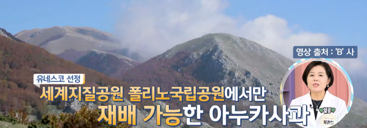 아누카 사과 분말