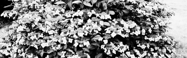 블루웨이브 수국 (Mariesii Perfecta Hydrangeas)