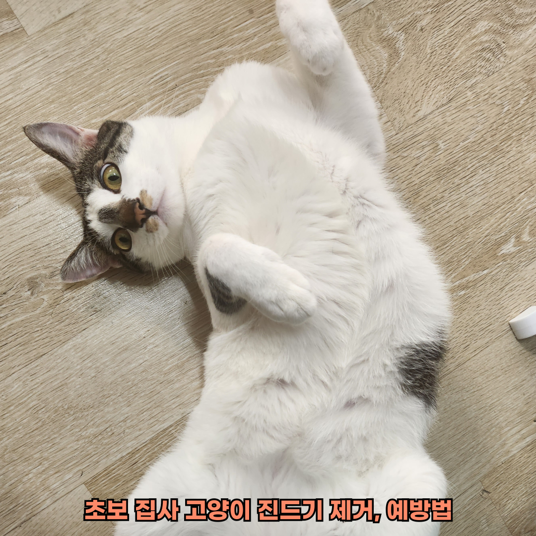 고양이진드기