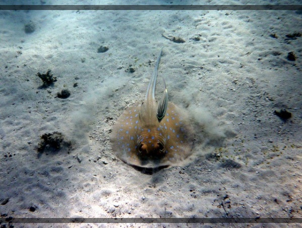 지구가 아파요. 17 강과 바다의 경계 속 가오리