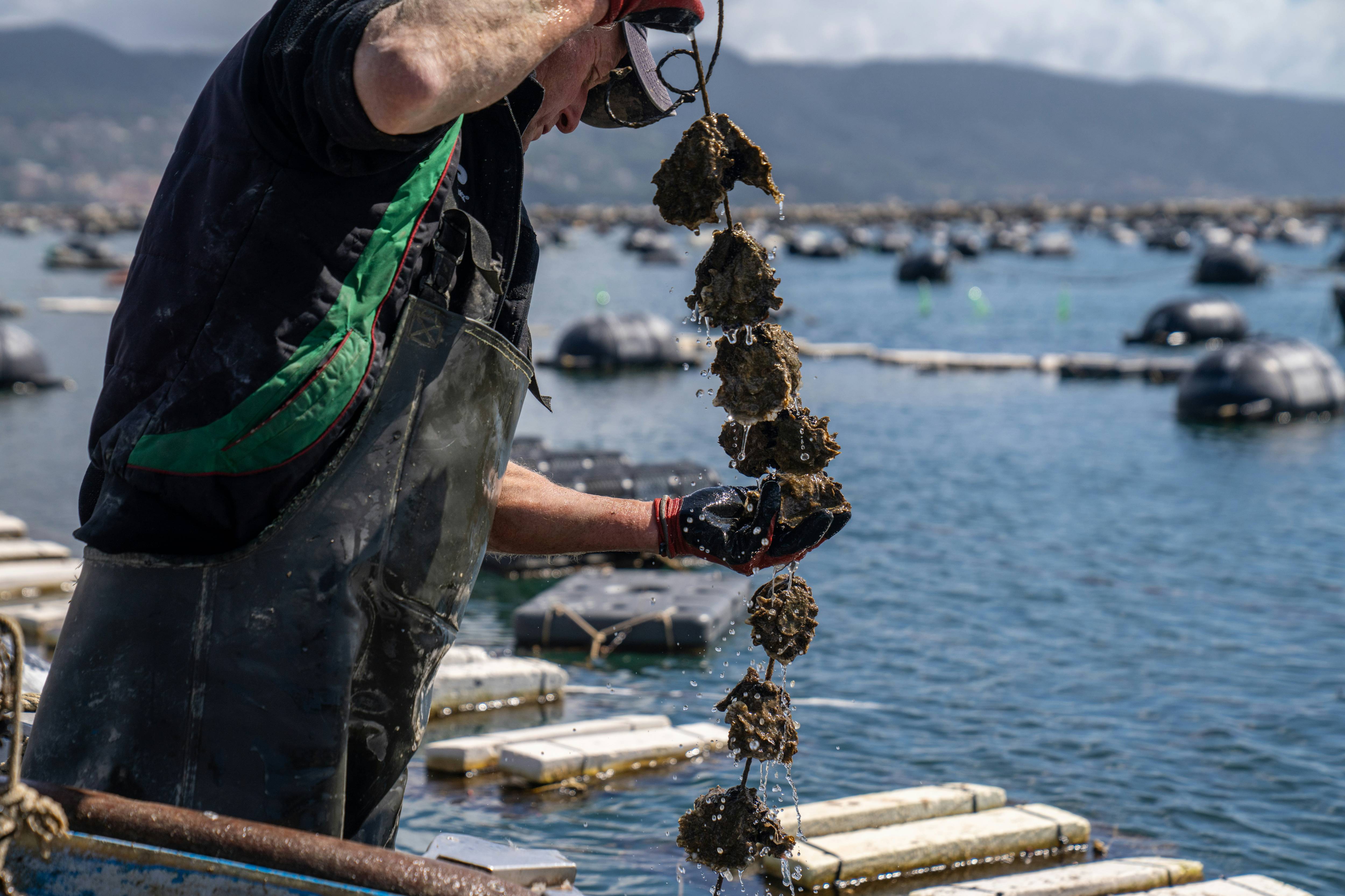 홍합 바다 이미지