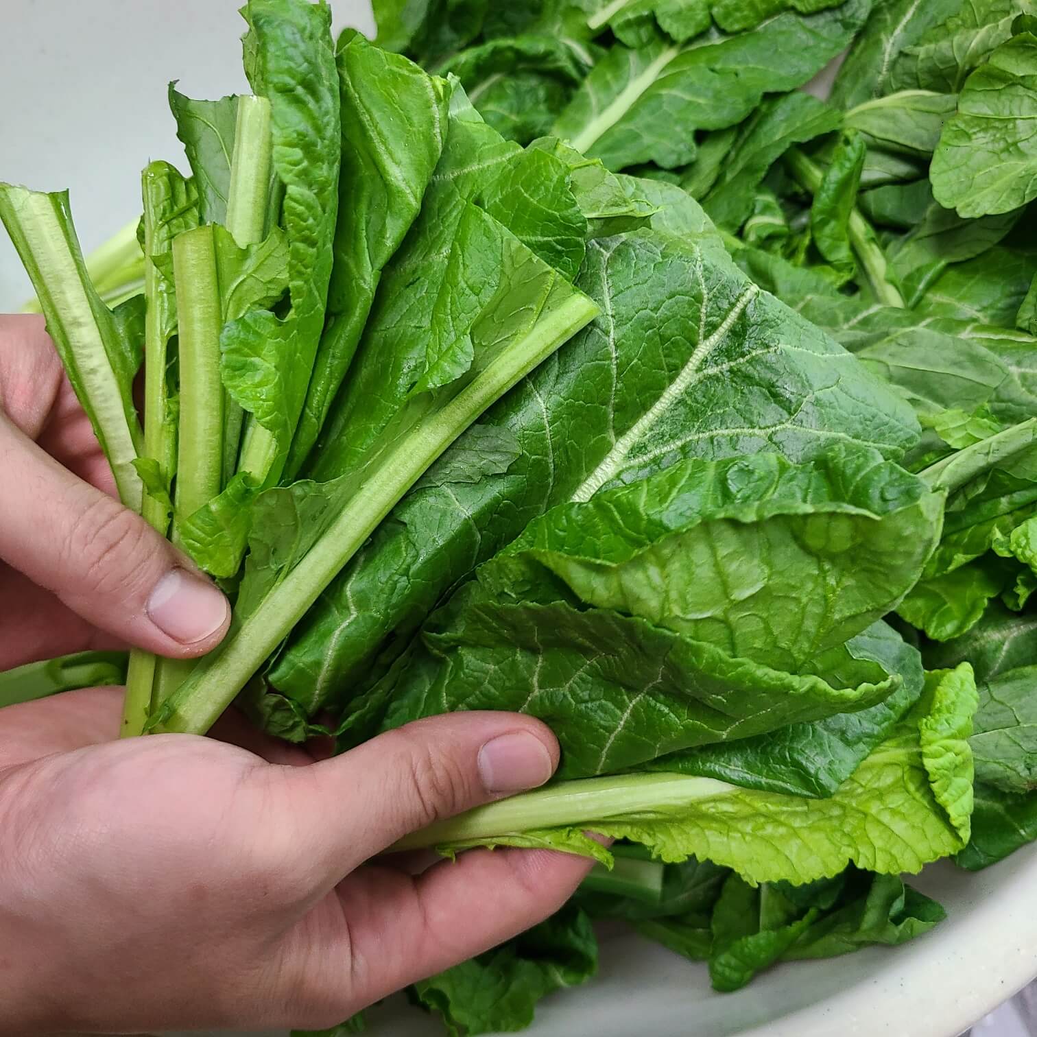 #여수돌산생갓 #여수돌산갓김치 #여수돌산갓김치담그는방법 #여수돌산갓김치담그는법 #여수돌산갓김치축제 #여수돌산갓김치축제 (여수) #여수 돌산 갓 #여수 돌산갓김치 #여수 돌산갓 #여수 돌산갓김치 만드는 법 #여수 돌산갓 판매 #여수 돌산갓 피클 #여수 돌산갓김치 추천 #여수 돌산갓밥상 뷔페 #여수 돌산갓 물김치 #여수 돌산 갓김치 2kg #여수 돌산갓김치 맛있는곳 #여수 돌산갓 영농조합법인 #여수 돌산갓 수확시기 #여수 돌산갓김치 효능 #여수 돌산갓김치 영농조합 #갓진영 여수돌산갓김치 #여수돌산갓판매 #여수돌산갓김치 구매 #여수돌산갓김치 추천 #여수돌산갓김치 전화번호 #여수돌산갓김치파는곳 #여수 돌산갓김치영농조합 #여수돌산갓김치가격 #여수돌산갓김치추천 #여수 돌산갓김치맛있는곳