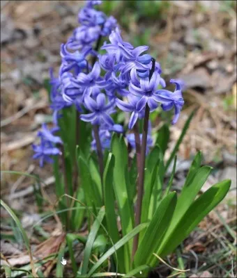 히아신스 꽃말 키우는법 꽃이 지고난 후 수경재배_4