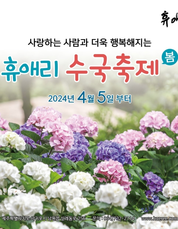 제주휴애리수국축제