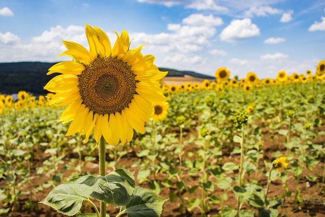 해돋이 명소 추천 BEST 5