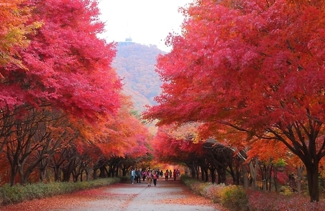 가을에 피는 꽃 단풍나무