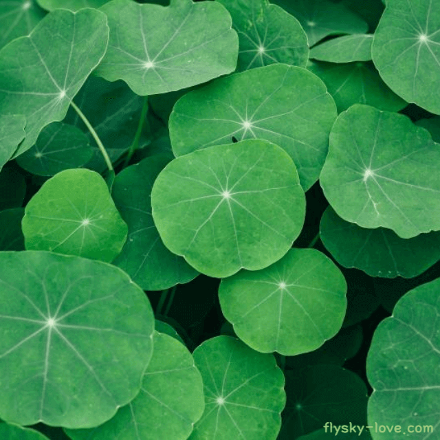 뇌 건강 및 피부에 효과적인 고투콜라(Gotu kola)