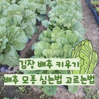 모종 고르는 법 줄기 굵기 잎색 뿌리상태 병해 흔적 확인_5