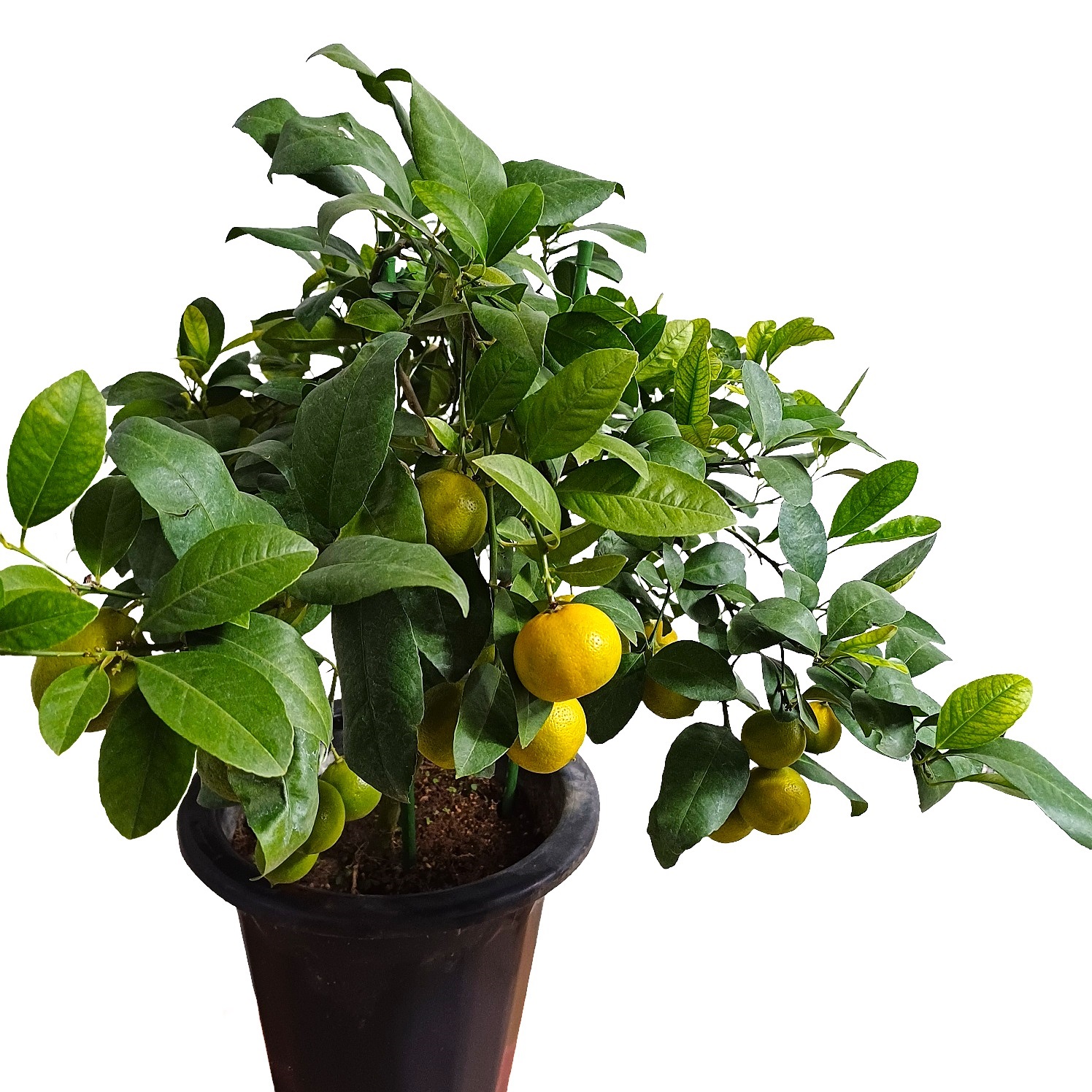 레몬나무 키우기