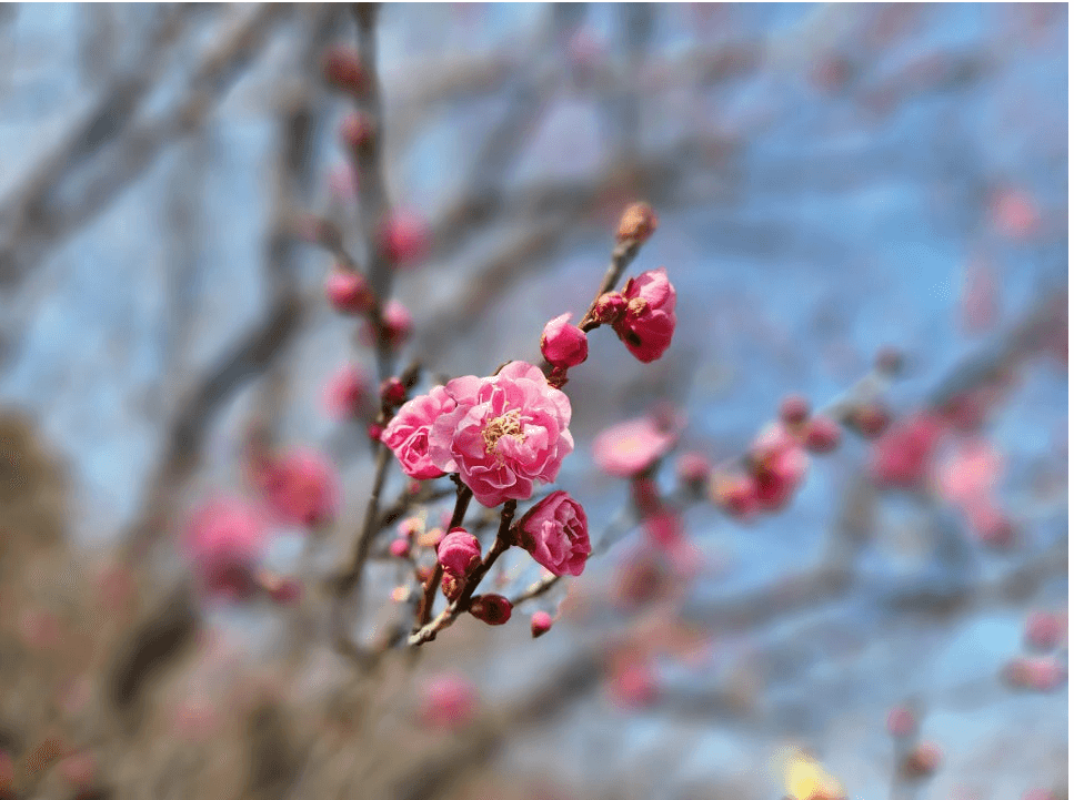 2025 광양 매화 축제 관련기사