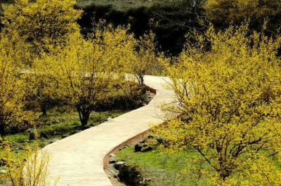 [정원수목]한옥 정원에 어울리는 한국 전통 수목 10가지