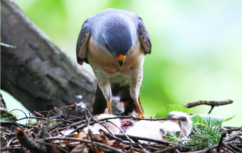 붉은배새매&amp;#44; 숲의 그림자 위를 나는 마지막 맹금｜멸종위기 야생조류 이야기