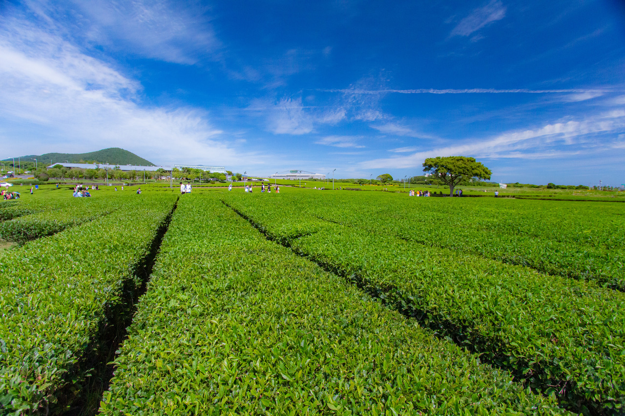 제주도 가볼만한 곳 오설록