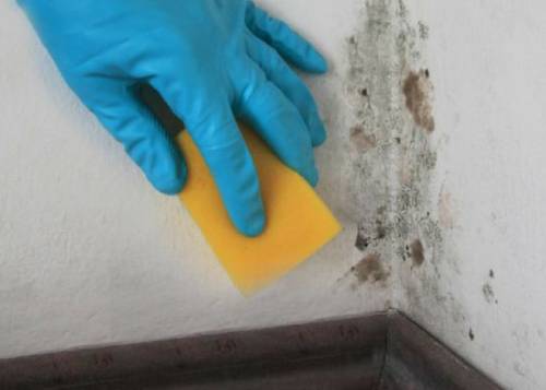 벽 곰팡이 흔적