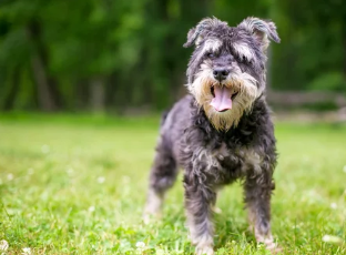 슈나우저 사진/출처:어도비스톡