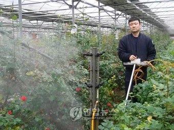 장미 재배 전정 시기 병해 예방 풍성한 개화_3