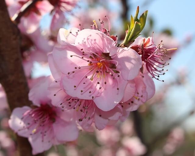여름 제철 과일 복숭아의 모든 것!