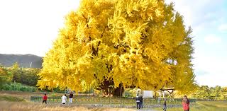 가을 단풍여행 추천지 베스트 원주 반계리 은행나무