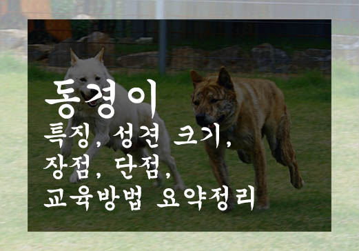 동경이 특징, 성견 크기, 장점, 단점, 교육방법 요약정리