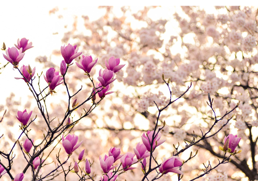 목련과 벚꽃나무