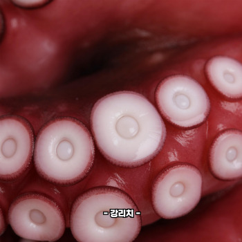 문어숙회 삶는법