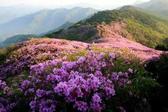 남원 봉화산 철쭉 산행 주차장 등산코스_12