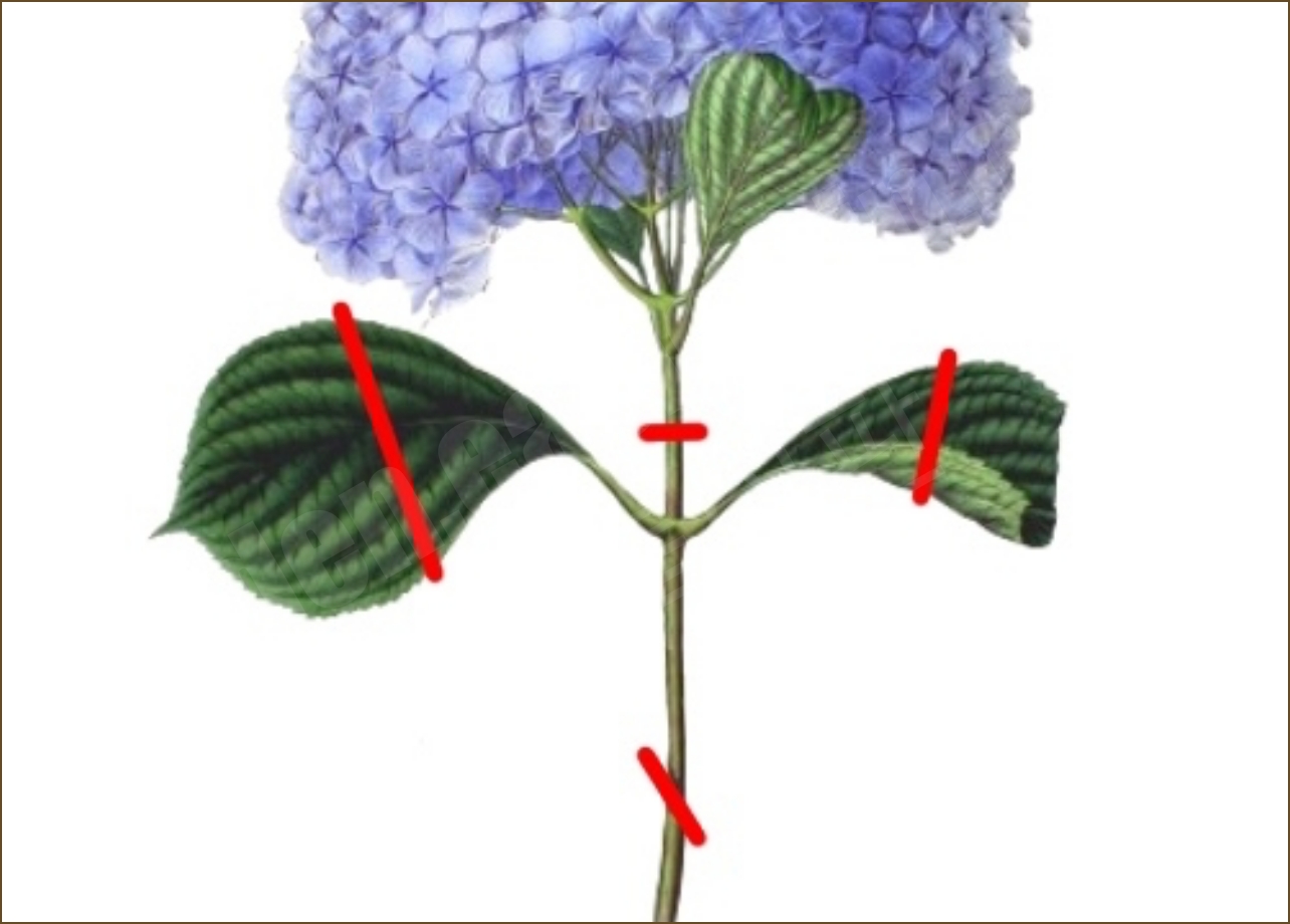 수국 삽수 만드는 방법