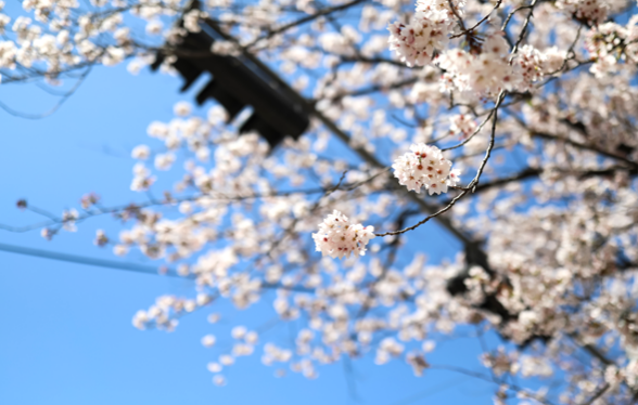 여의도 벚꽃축제 일정&middot;프로그램