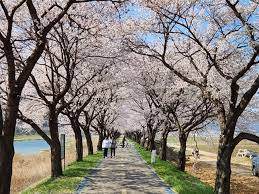 2024 보은 벚꽃길 축제 기본일정 및 프로그램 소개(조항조 박지현 홍지윤 박혜원 출연)