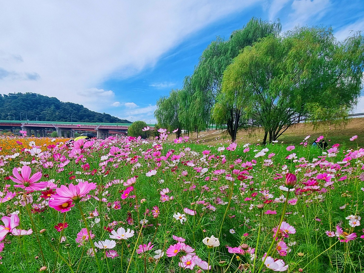 서울 근교 가을꽃 만발한, 경기도 고양시 강매석교공원 창릉천 코스모스축제