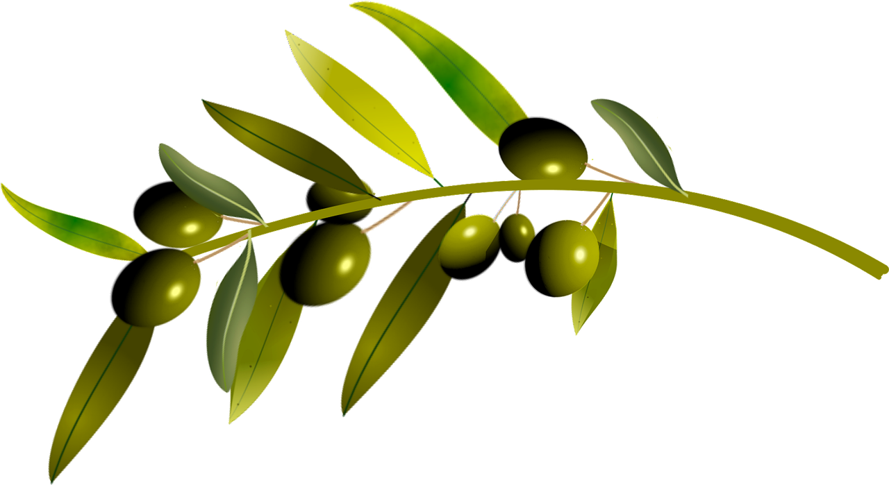 지중해를 표현하기 위한 올리브 이미지