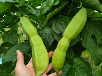 작두콩 재배 지지대 설치 덩굴 유인 건조 보관_14