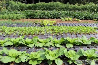 가을 텃밭 작물 추천 상추 열무 시금치 쌈채소 재배법_4