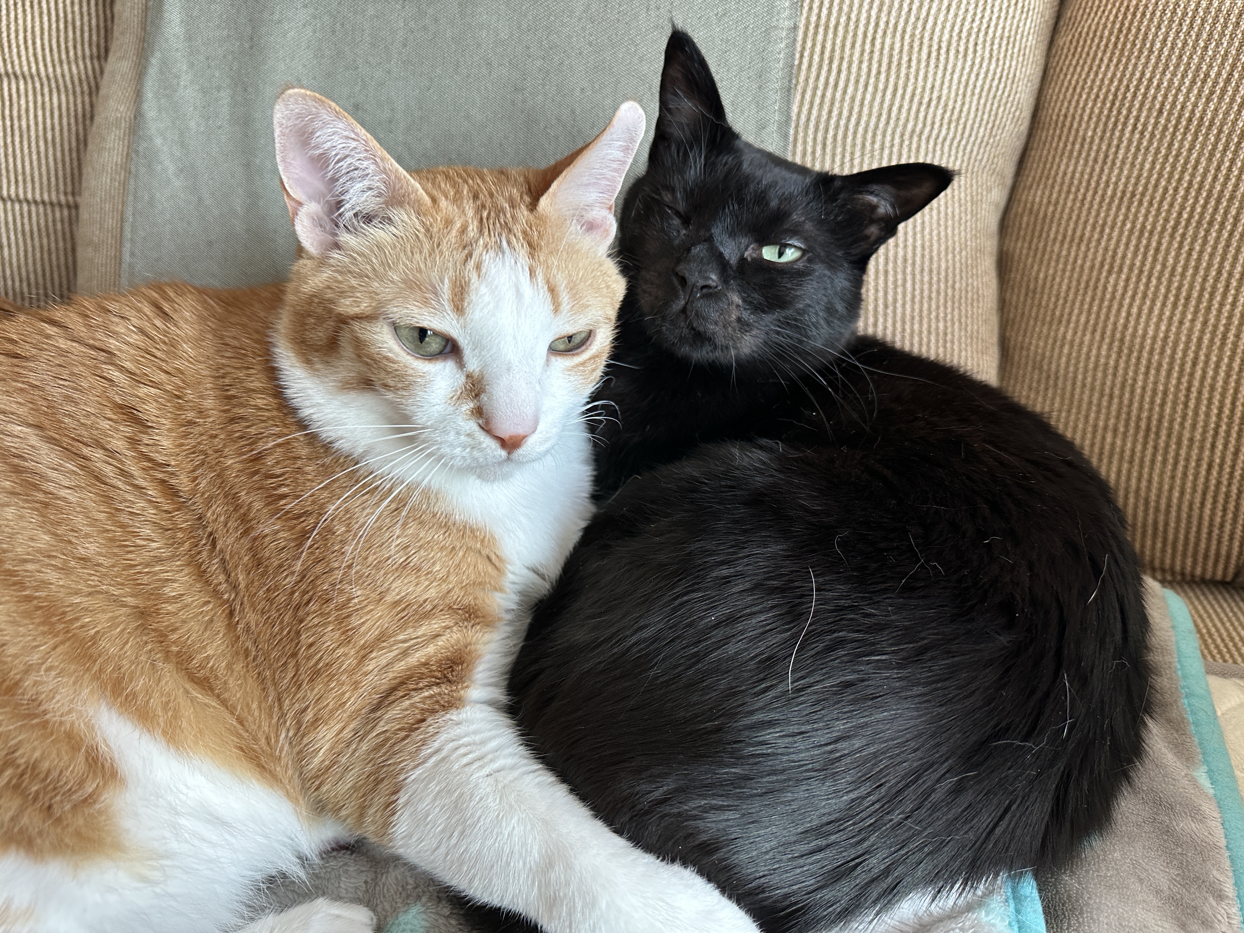 보면 마음이 따뜻해지는 다정한 냥냥이들 (feat.형아도 가끔은 동생한테 안길수 있지)