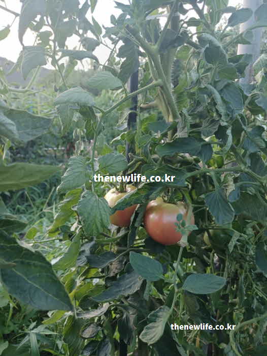 토마토 효능 요리 영양가치