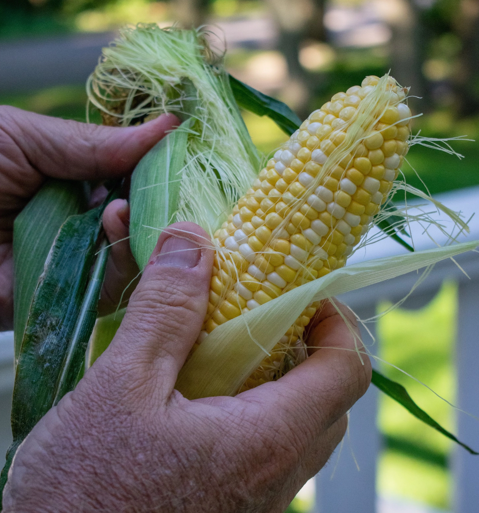 옥수수수염차 효능