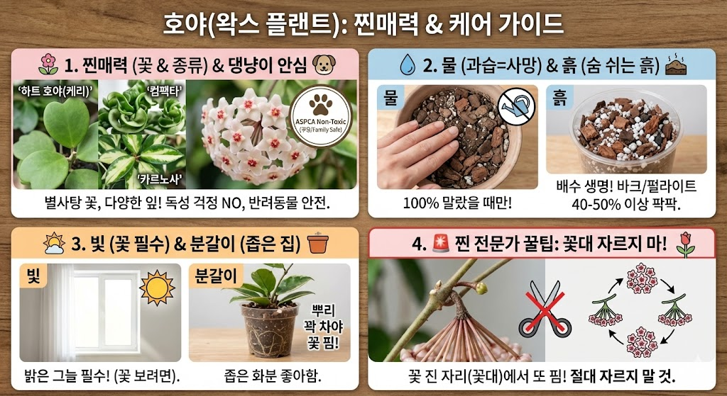 왁스플랜트 키우기