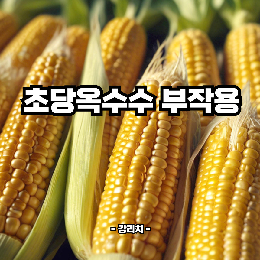 초당옥수수 부작용