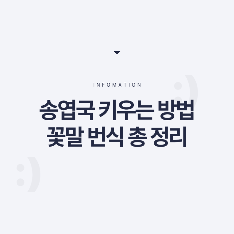 송엽국 키우는 방법 꽃말 번식 키우기 개화 시기