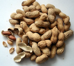 땅콩