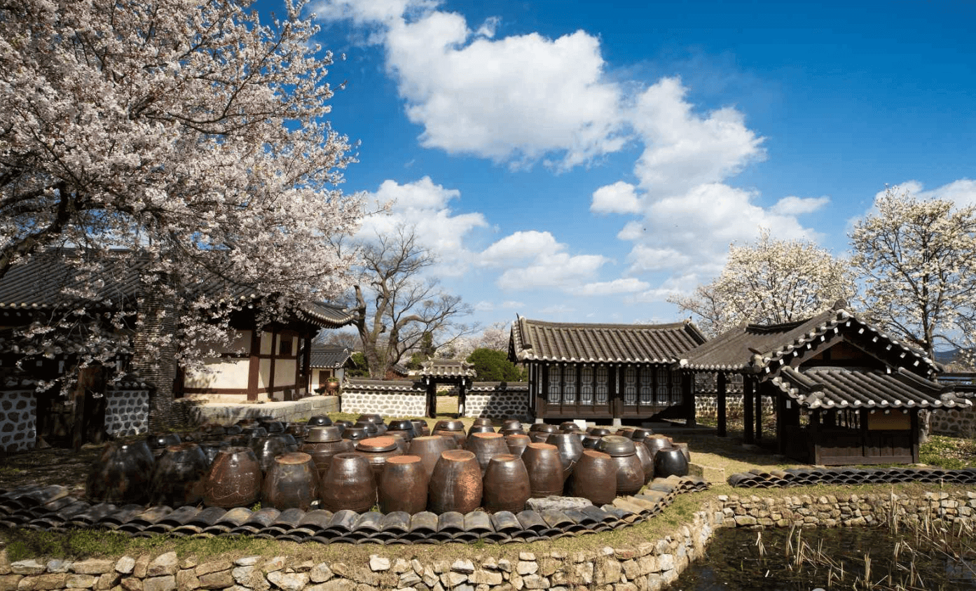 2025년 벚꽃 개화시기