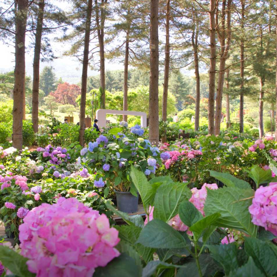 아침고요수목원