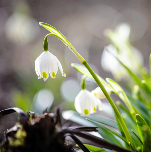은방울꽃 꽃말 물망초 꽃말 꽃말 모음