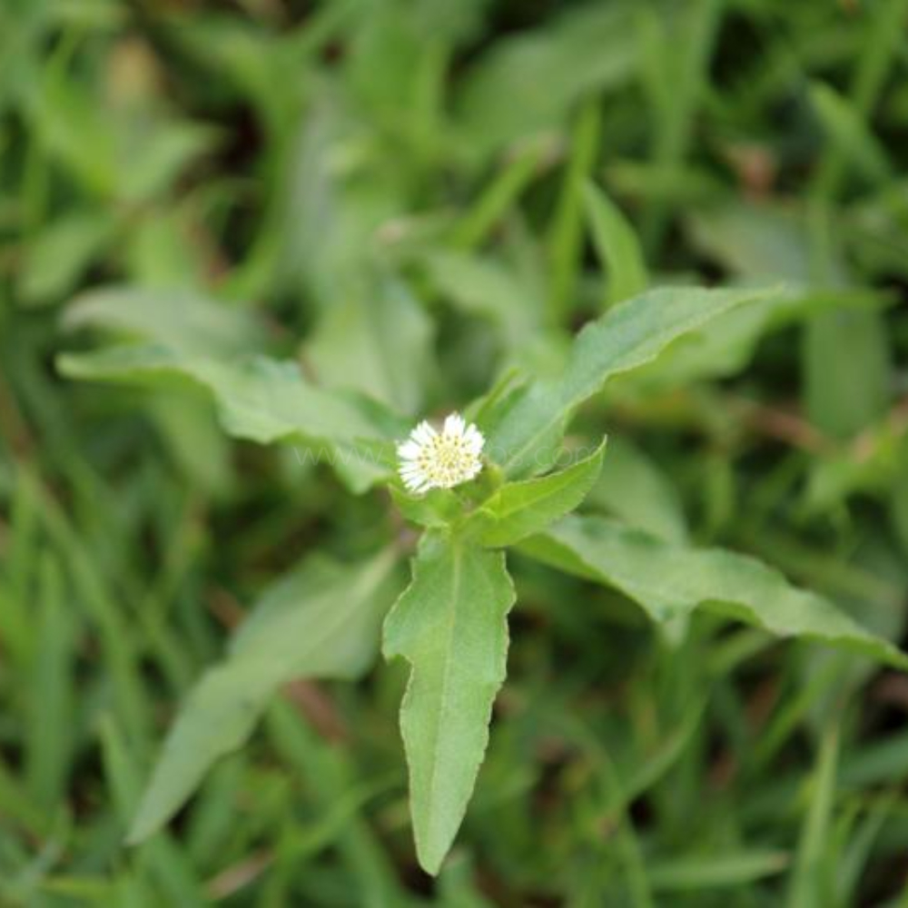 한련초 (예장초)