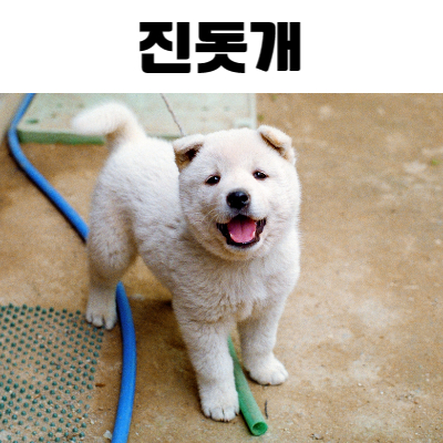 새끼진돗개 사진