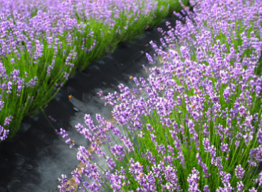 전북 정읍 허브원 입장료