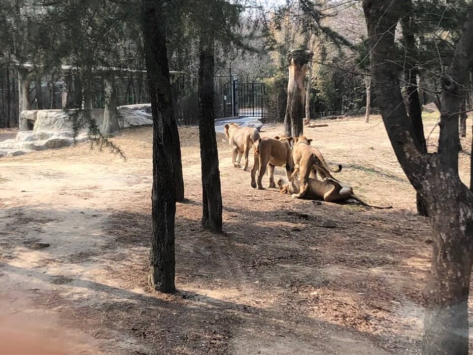 대전 오월드